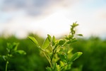 clover, cloverfield, sunny