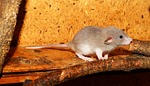 rat, color rat, young animal