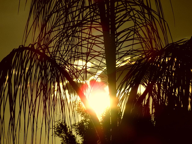 200,000+ Awesome Palm Tree Pictures & Images [HD] - Pixabay