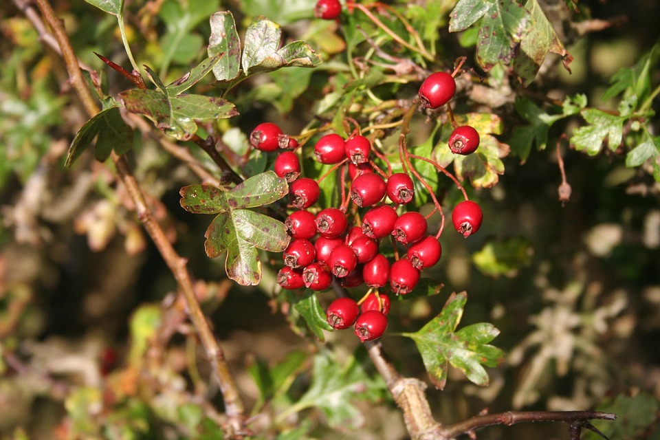 Biancospino, Haws, Frutti Di Bosco, Red, Frutta