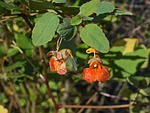 orange jewelweed, touch-me-not, impatiens