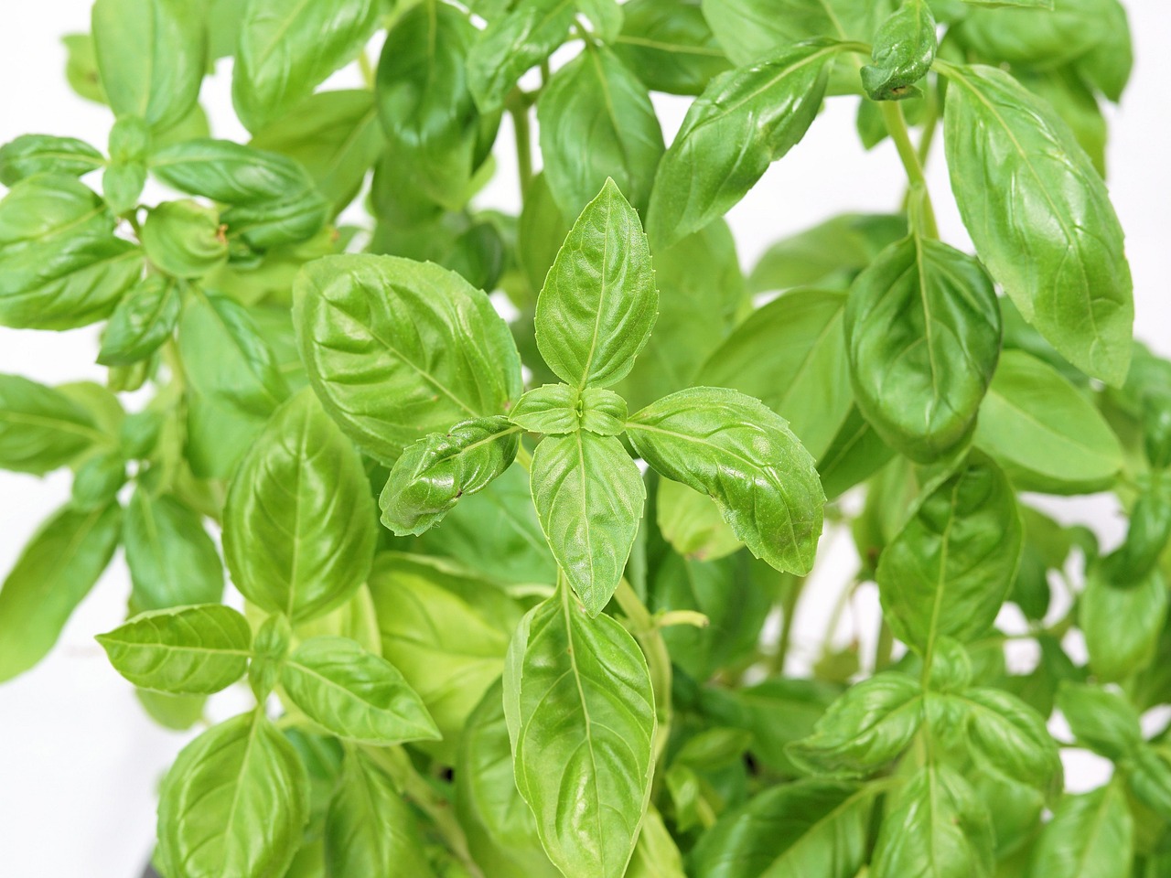 Basil Italian Seasoning Free photo on Pixabay Pixabay
