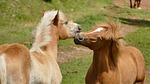 horse, foal, two
