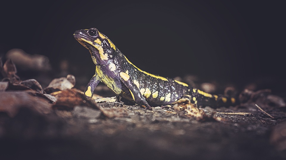 salamanda lizard