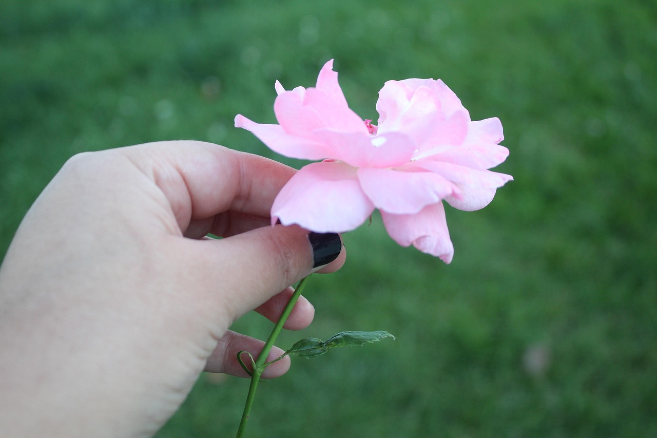 Rose Hand Landscape - Free photo on Pixabay - Pixabay