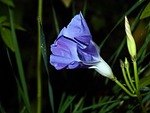 morning, glory, flower