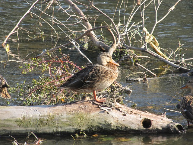 Free Duck River photo and picture