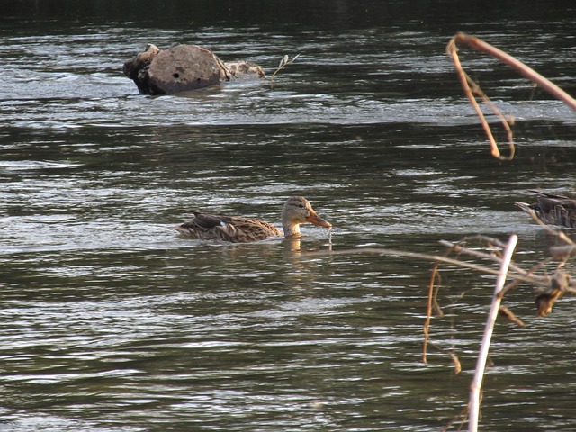 Free Duck River photo and picture