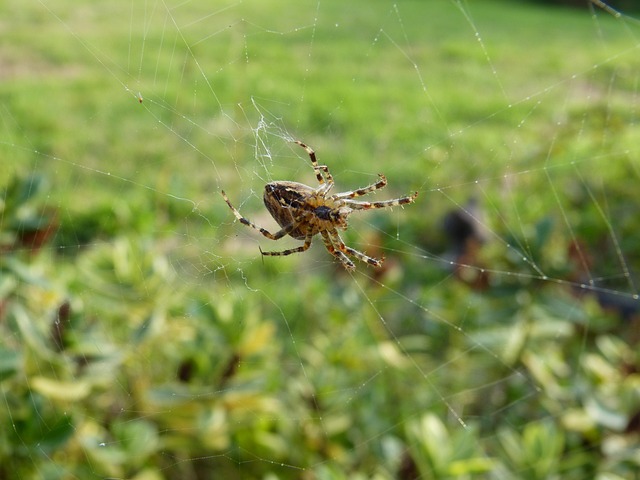 Free Spider Nature photo and picture