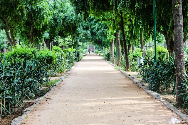 Free Path Greenery photo and picture