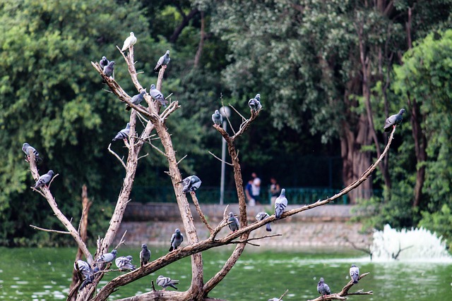 Free Birds Pigeons photo and picture