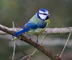 bird, blue, tit