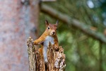 squirrel, red, wildlife