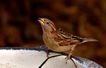 sparrow, water bottle, small bird