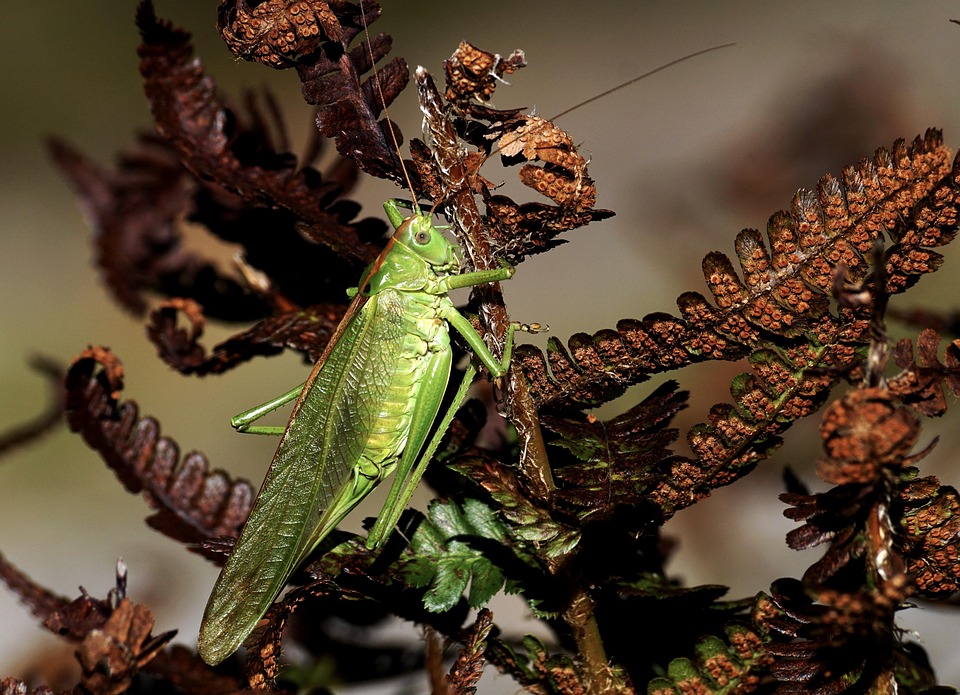 Grasshopper Insect Hay Horse - Free photo on Pixabay - Pixabay