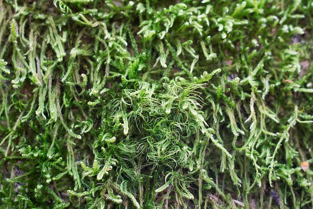 Free Moss Green photo and picture