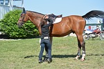 horse, rider, equestrian