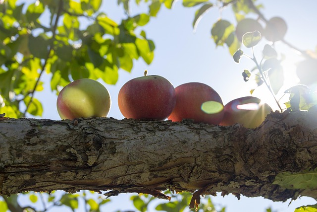 Free Apple Nature photo and picture