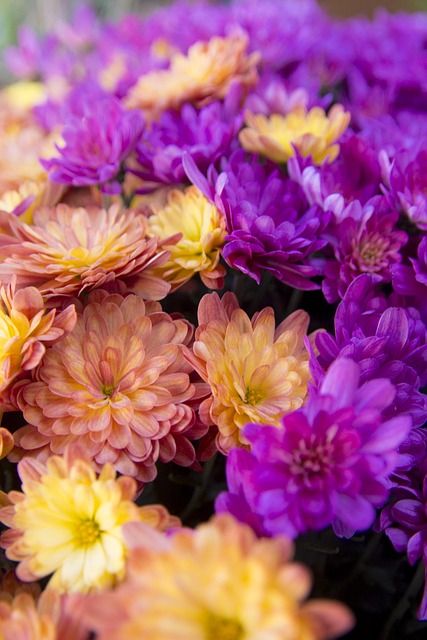 Free Flower Flower Wallpaper photo and picture