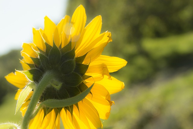 Free Sunflower Nature photo and picture
