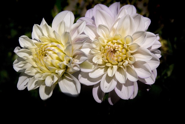 Free Flower Beautiful Flowers photo and picture