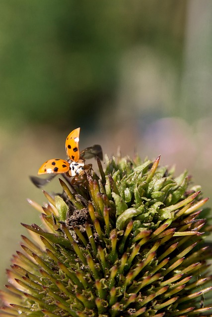 Free Ladybug Flower photo and picture