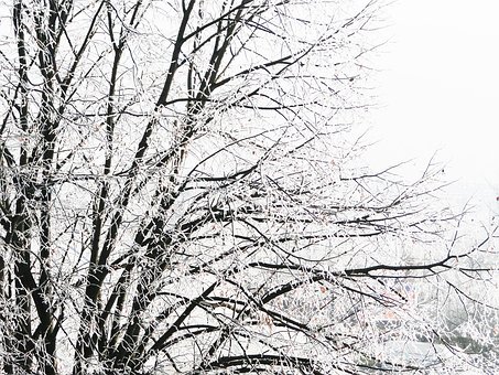 Winter, Boom, Sneeuw, Koud, Natuur