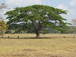 tree, green, nature
