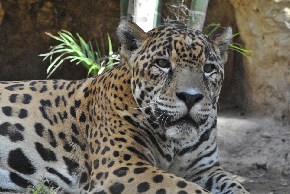 jaguar dierentuin - gratis foto op pixabay