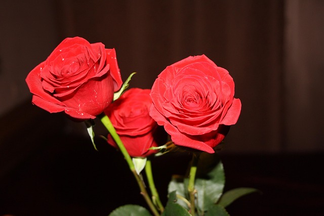 Free Roses Beautiful Flowers photo and picture