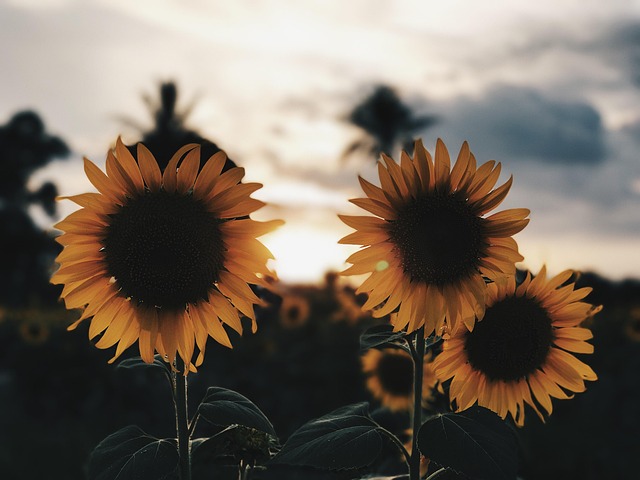 Free Sunflower Nature photo and picture