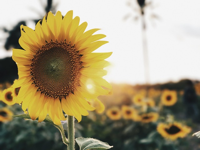 Free Sunflower Sunflowers photo and picture