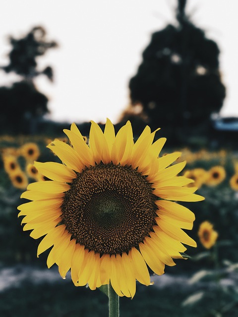 Free Sunflower Flower Wallpaper photo and picture