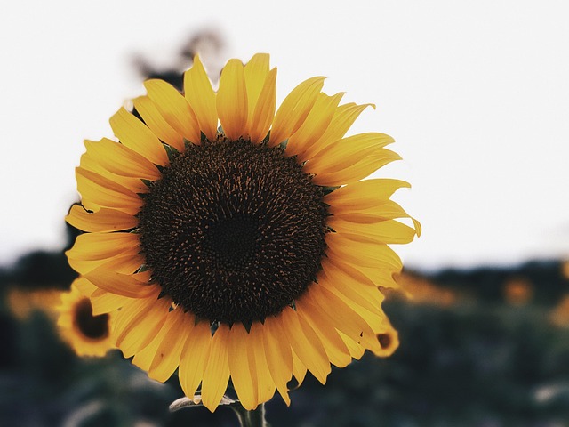 Free Sunflower Sunflowers photo and picture