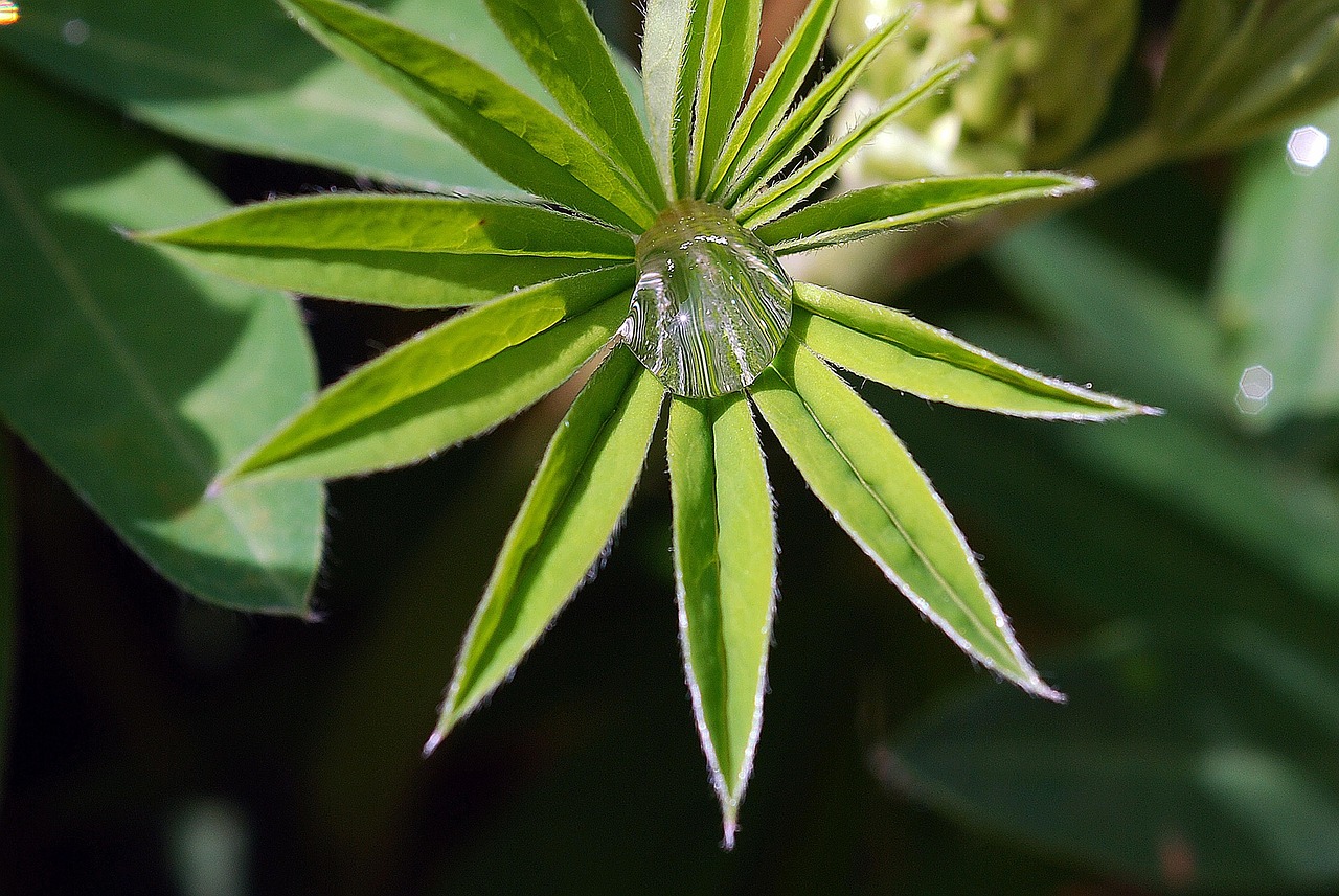 Download free HD stock image of Plant Leaf Free Plant Leaf photo and picture