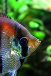 scalar, redback scalar, eye