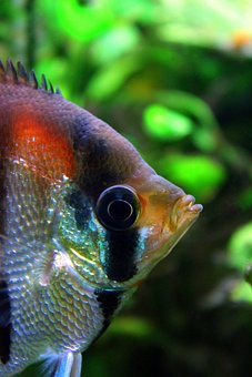 Aquaristik firmenmantel kaufen gmbh kaufen ebay gmbh wohnung kaufen Aquaristik gründung GmbH gmbh kaufen was beachten