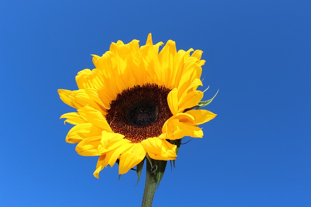 Sonnenblume, Schöne Blumen, Blumentapete