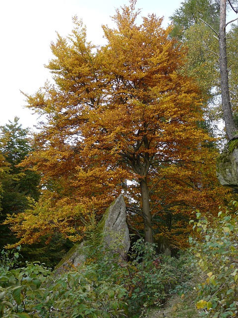 Pfalz, Felsen, Herbst