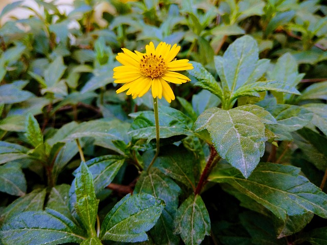Free Flower Nature photo and picture