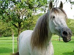 horse, nature, pasture