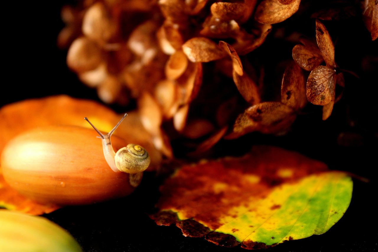 Snail Fall Snail Baby Fall - Free photo on Pixabay - Pixabay