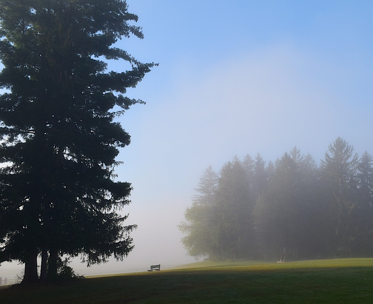 Park - free online jigsaw puzzle photo