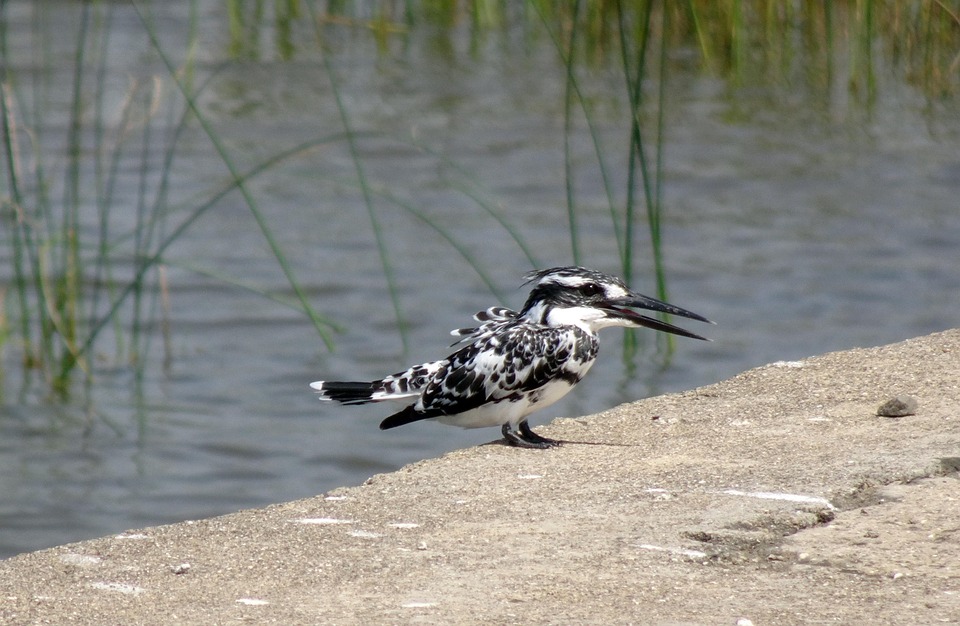 Eisvogel Gescheckter - Kostenloses Foto auf Pixabay