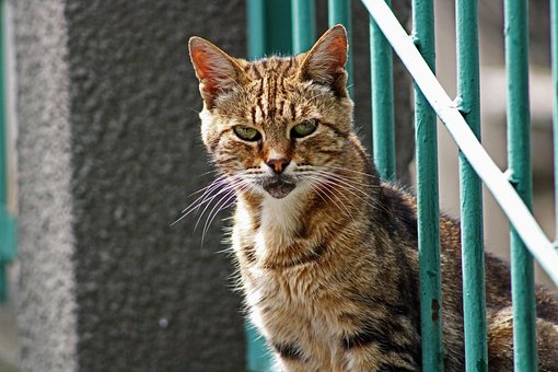 Free Cat Animal photo and picture