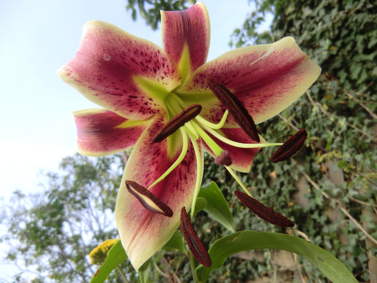 Flourished - free online jigsaw puzzle photo