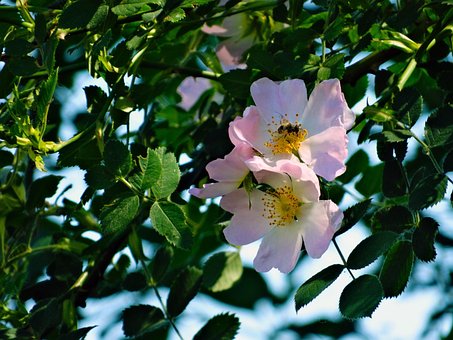 Bloemen, Bloem Behang, Natuur