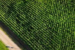 aerial view, cornfield, arable