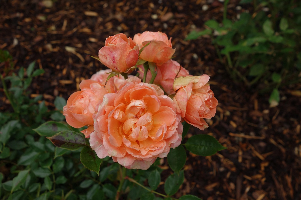 Rose Blossom Bloom - Free photo on Pixabay - Pixabay