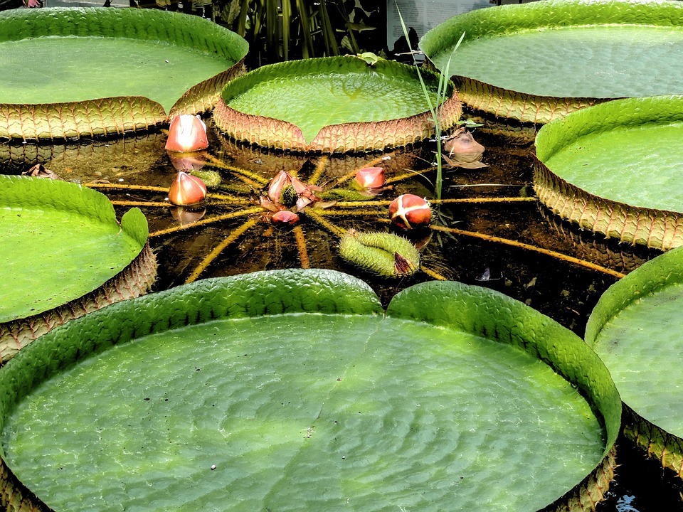 Victoria Amazonic Water Lily Free Photo On Pixabay